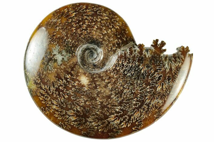 Polished Ammonite (Cleoniceras) Fossil - Madagascar #233513